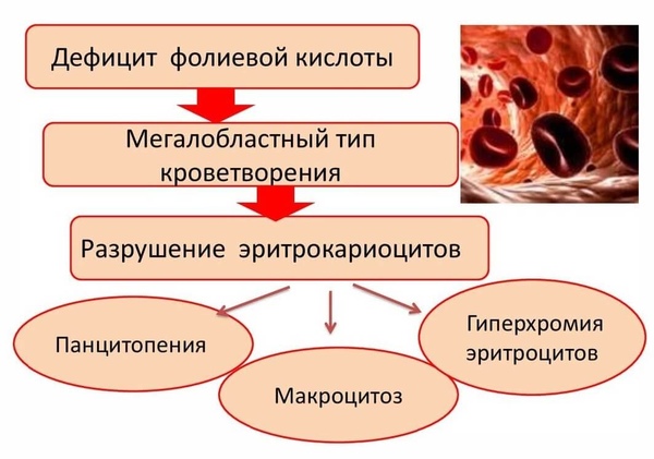 Фолиеводефицитная анемия презентация