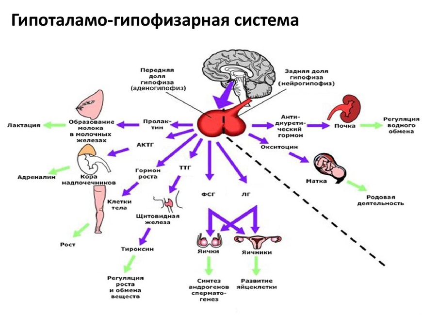 Гипогонадизм у женщин: симптомы, диагностика, лечение,осложнения